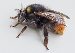 Bombus pratorum