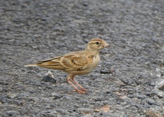 Calandrella brachydactyla