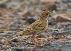 Calandrella brachydactyla