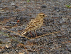 Calandrella brachydactyla