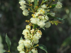 Acacia urophylla