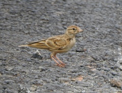 Calandrella brachydactyla