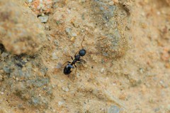 Dolichoderus sibiricus