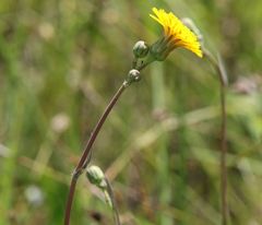 Sonchus maritimus
