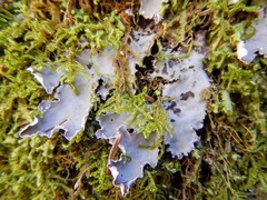 Peltigera leucophlebia