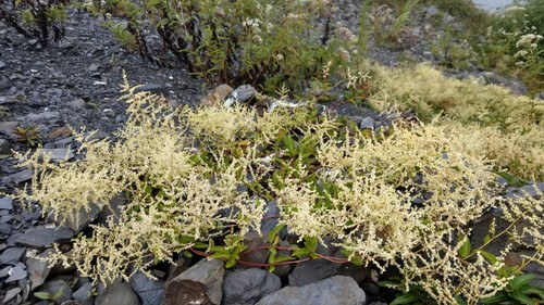 Tuber fleeceflower (Reynoutria multiflora)