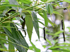 Symbrenthia lilaea formosanus