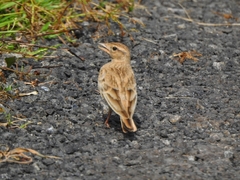 Calandrella brachydactyla