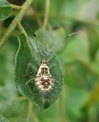 Dasynini