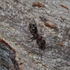 Iridomyrmex rufoniger