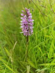 Dactylorhiza fuchsii
