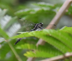 Macrogomphus wynaadicus