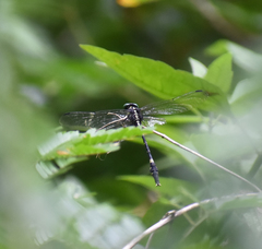 Macrogomphus wynaadicus
