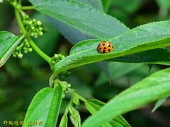 Harmonia dimidiata