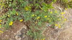 Coronilla minima