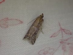 Pempeliella