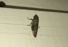 Omalophora pectoralis