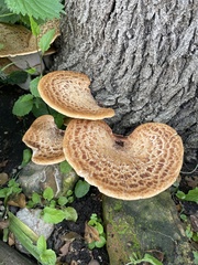 Cerioporus squamosus