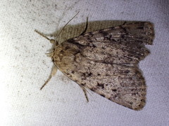 Amphipyra effusa