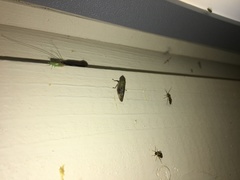 Omalophora pectoralis