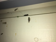 Omalophora pectoralis