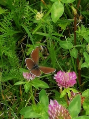 Cyaniris semiargus