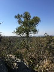 Euphorbia tirucalli