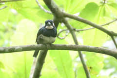 Notharchus pectoralis