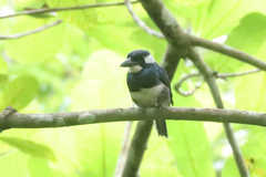 Notharchus pectoralis