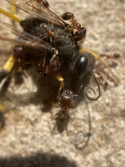 Sceliphron spirifex