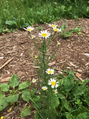 Tripleurospermum inodorum
