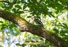 Dendrocopos major