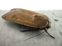 Noctua pronuba