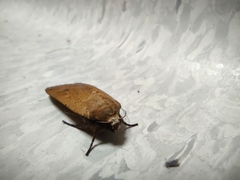 Noctua pronuba