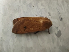 Noctua pronuba