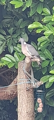 Columba palumbus