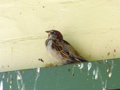 Passer domesticus