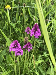Anacamptis pyramidalis