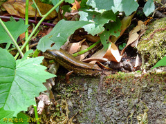 Sphenomorphus indicus