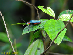 Themus explanaticollis