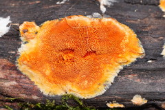 Gloeoporellus merulinus