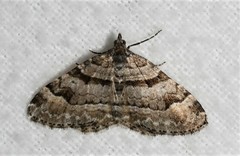 Xanthorhoe abrasaria