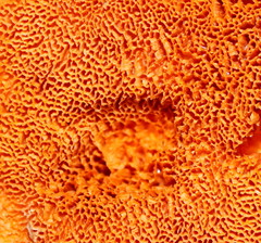 Gloeoporellus merulinus