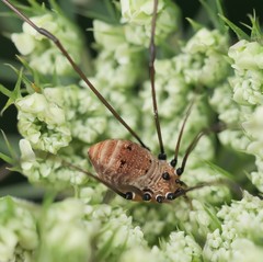 Leiobunum nigropalpi