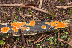 Gloeoporellus merulinus