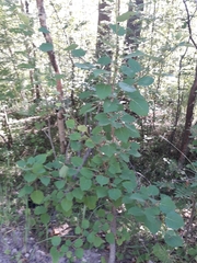 Populus tremula