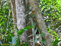 Vanilla albida