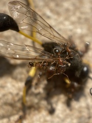 Pheidole indica