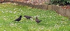 Turdus merula
