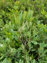 Rhododendron canadense